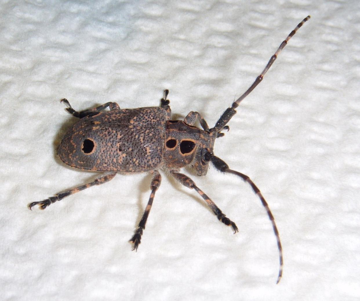 Mesosa curculionoides! (Cerambycidae)
